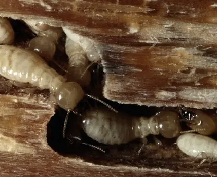 Jasa Anti Rayap Profesional untuk Melindungi Rumah dari Kerusakan