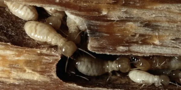 Jasa Anti Rayap Profesional untuk Melindungi Rumah dari Kerusakan