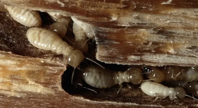 Jasa Anti Rayap Profesional untuk Melindungi Rumah dari Kerusakan